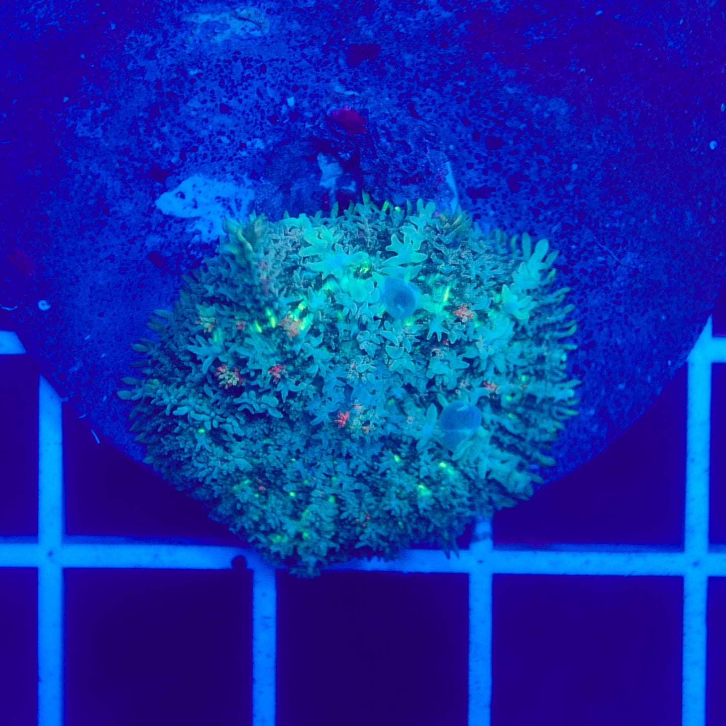 Bounce Mushroom R3T1I7 (WYSIWYG)