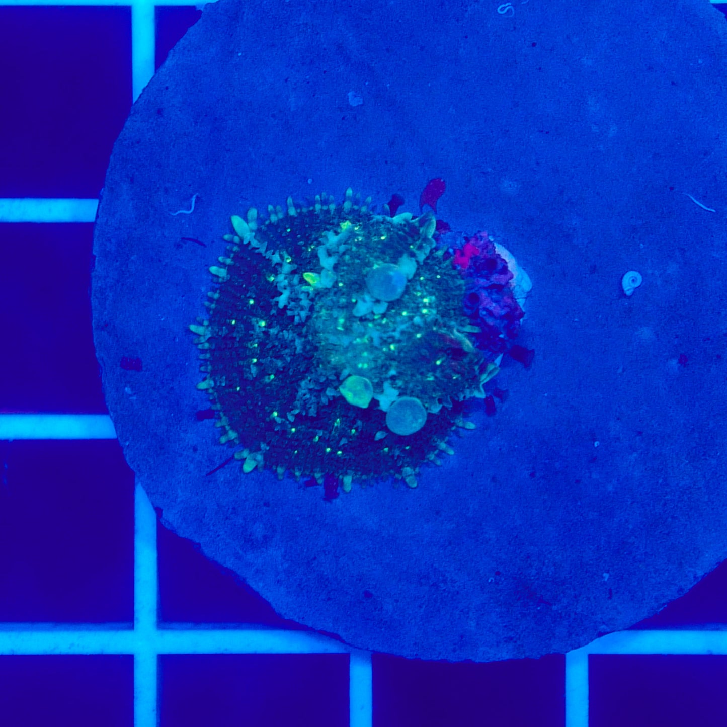 Bounce Mushroom R3T1I8 (WYSIWYG)