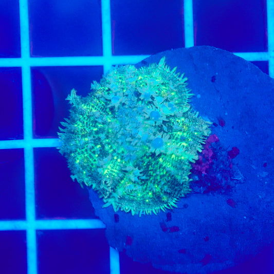 Bounce Mushroom R3T1I9 (WYSIWYG)