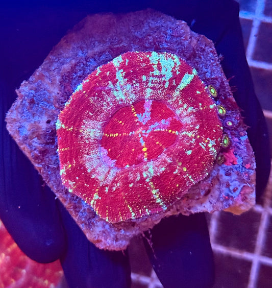 (WYSIWYG) Acan Maxima (Scolymia)
