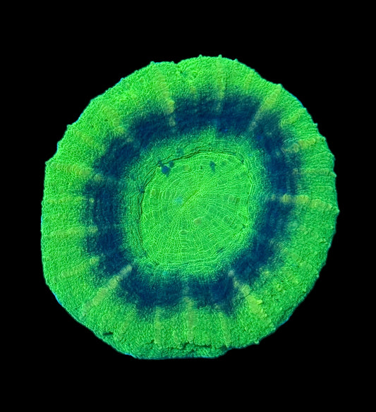 (WYSIWYG) Ultra UFO Scolymia A4