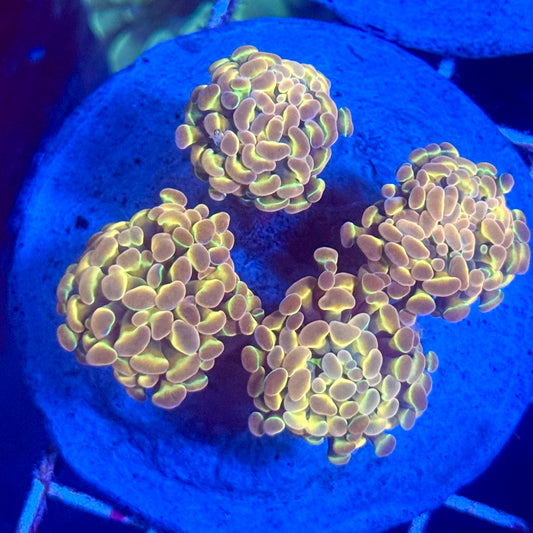 (WYSIWYG) Hologram Branch Hammer Colony A3