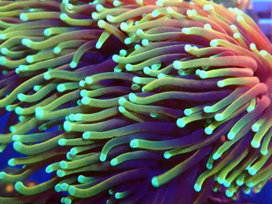 Dragon Soul Torch (1 Head)