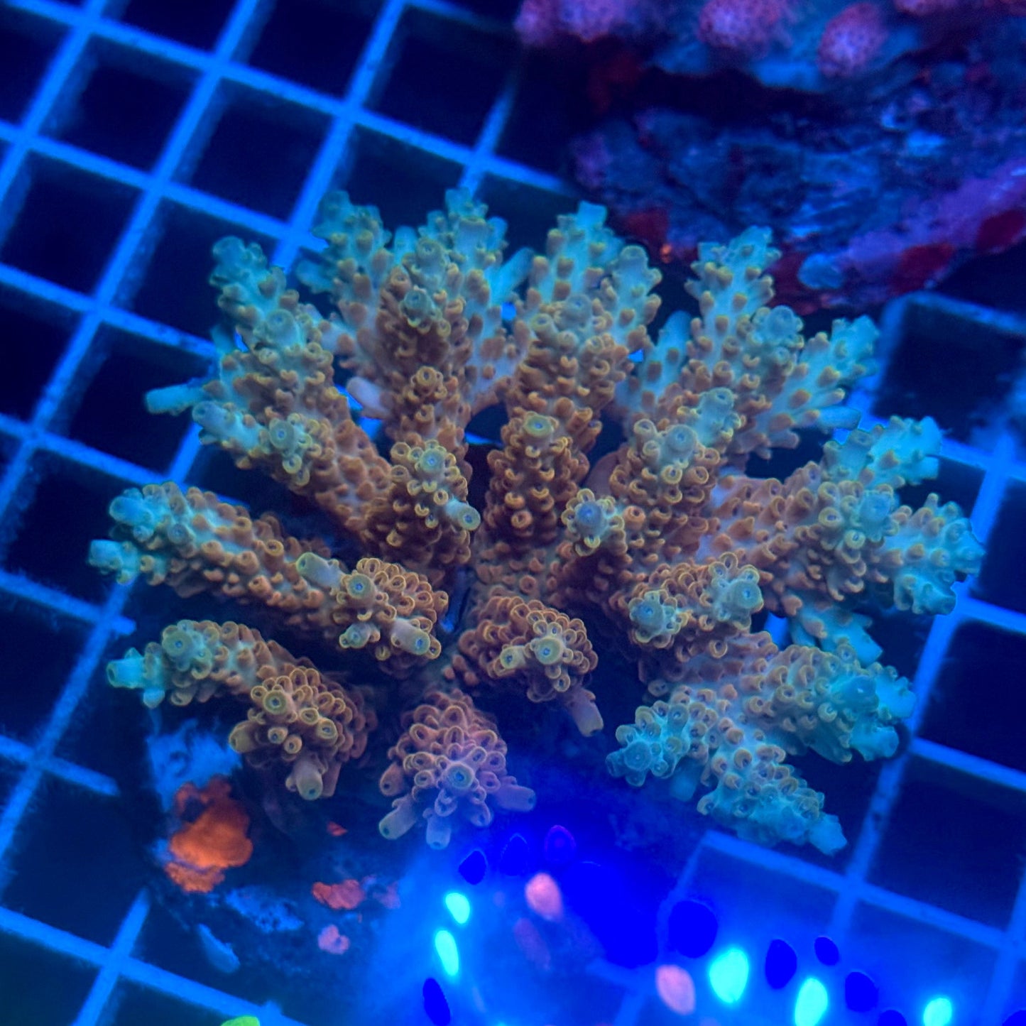 (WYSIWYG) Acropora Colony E3