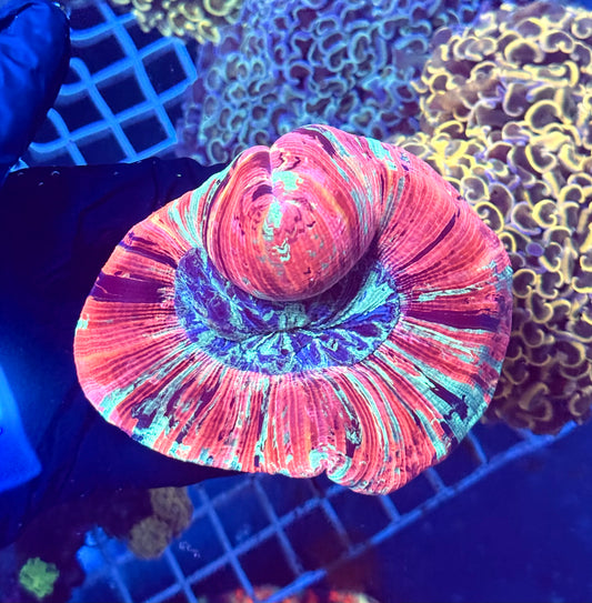 (WYSIWYG) Pink Starburst Trachy A6