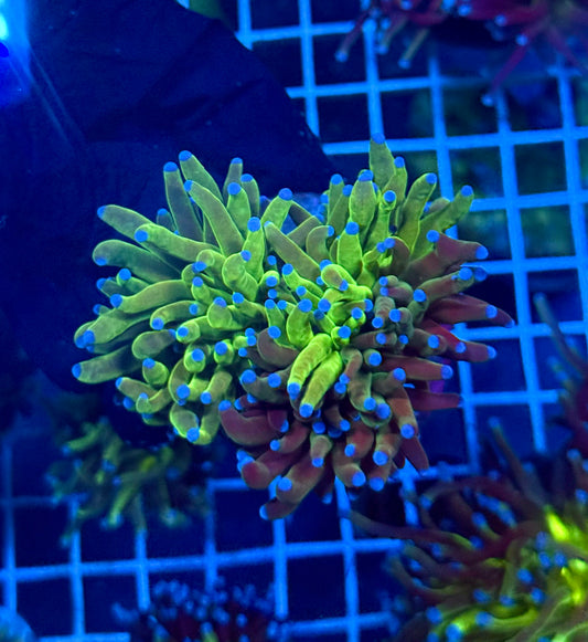 (WYSIWYG) Grafted Torch B1