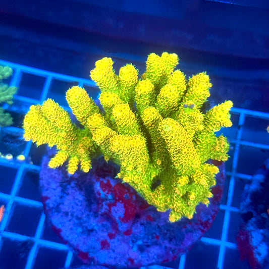 (WYSIWYG) Acropora Colony A4