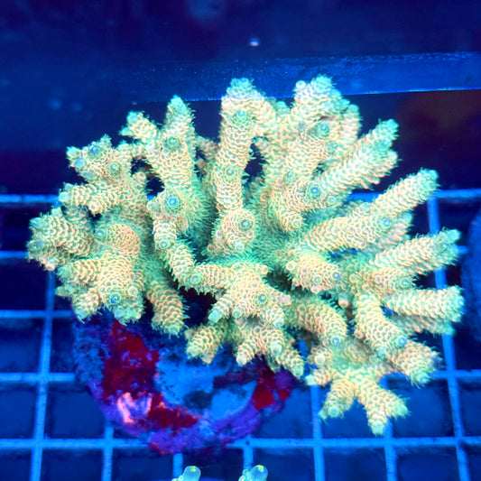 (WYSIWYG) Acropora Colony T2A10
