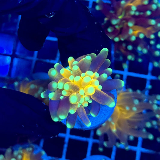 (WYSIWYG) Tiger-Type Torch A2