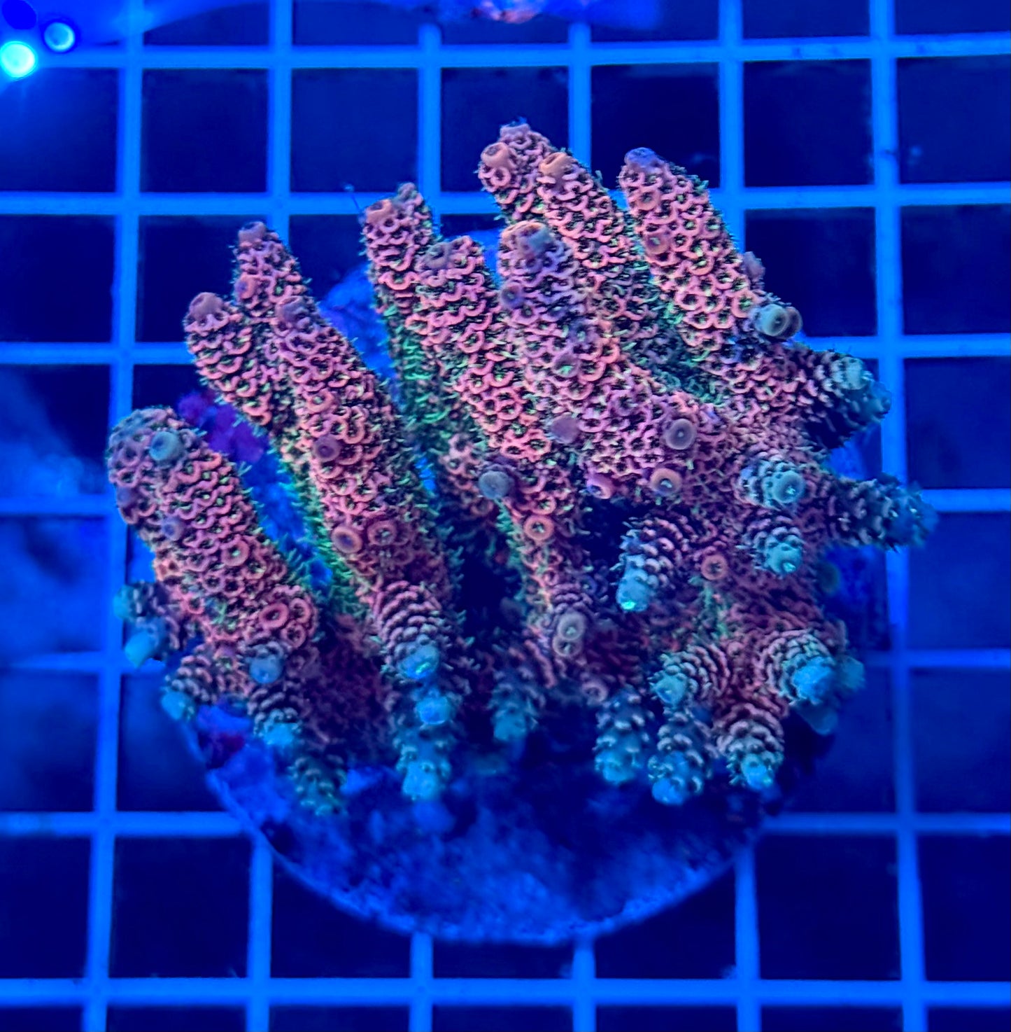 (WYSIWYG) Acropora Colony T2D9