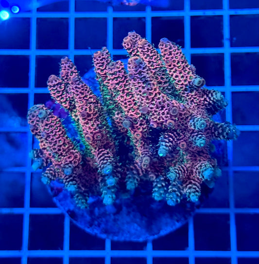 (WYSIWYG) Acropora Colony T2D9