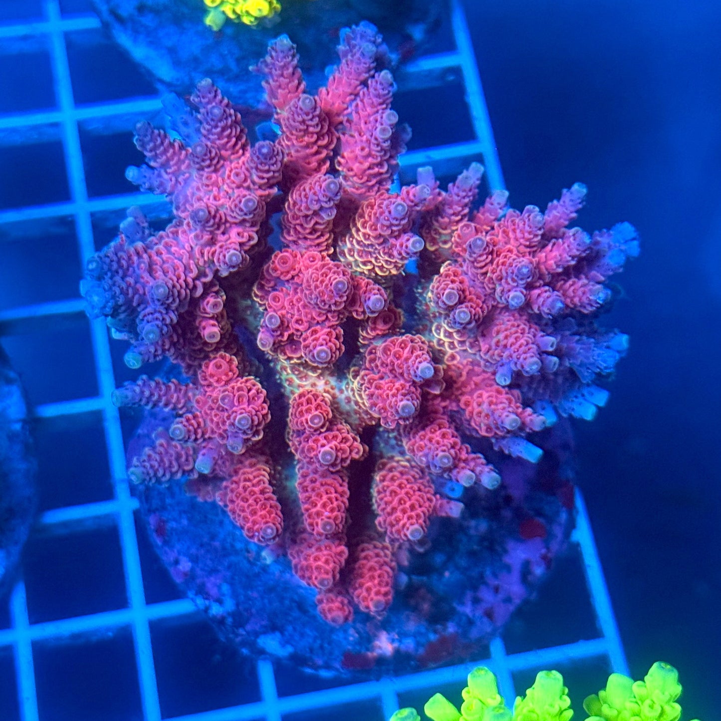 (WYSIWYG) Acropora Colony B13