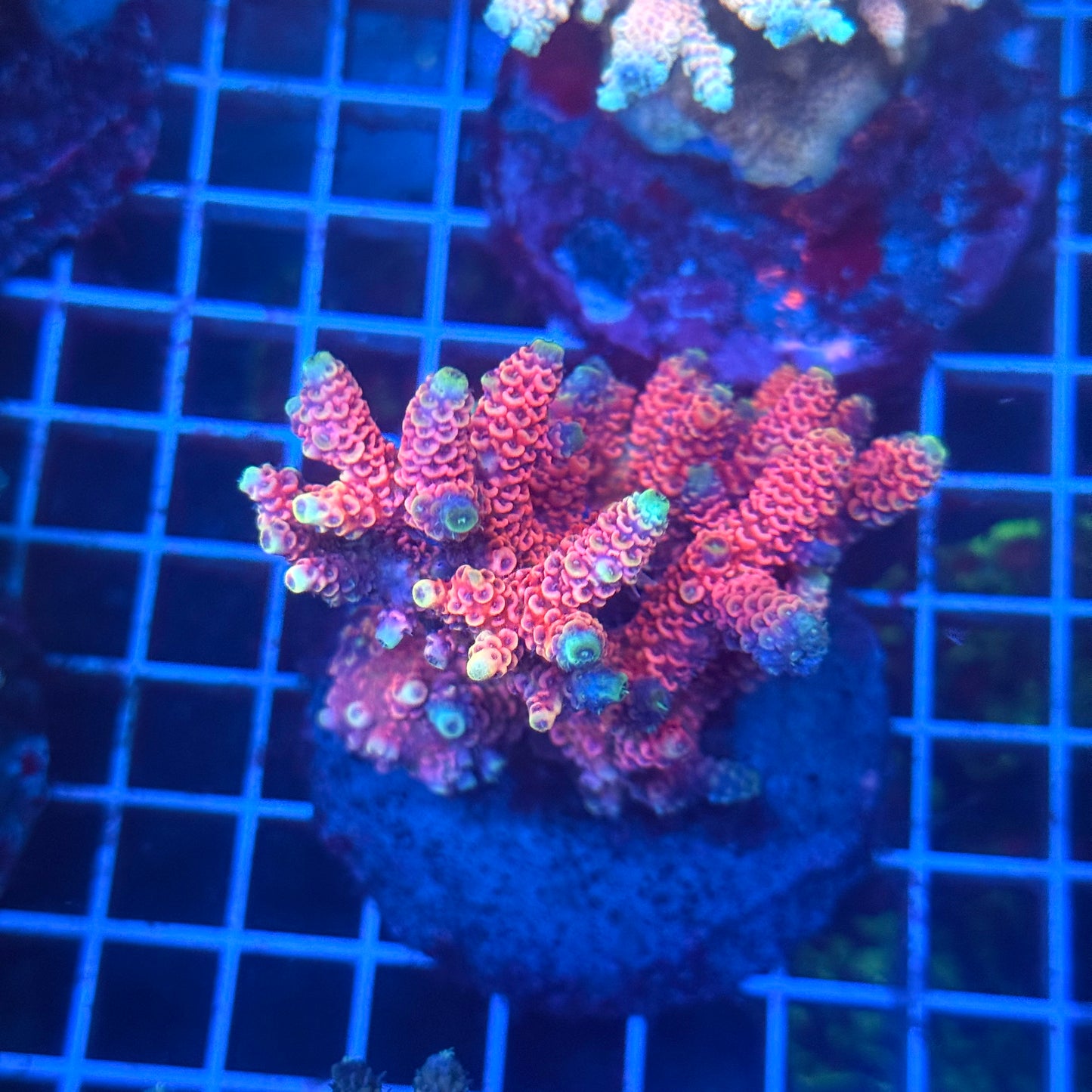 (WYSIWYG) Acropora Colony T3H4