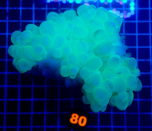 (WYSIWYG) Neon Cat Eye Bubble XXL