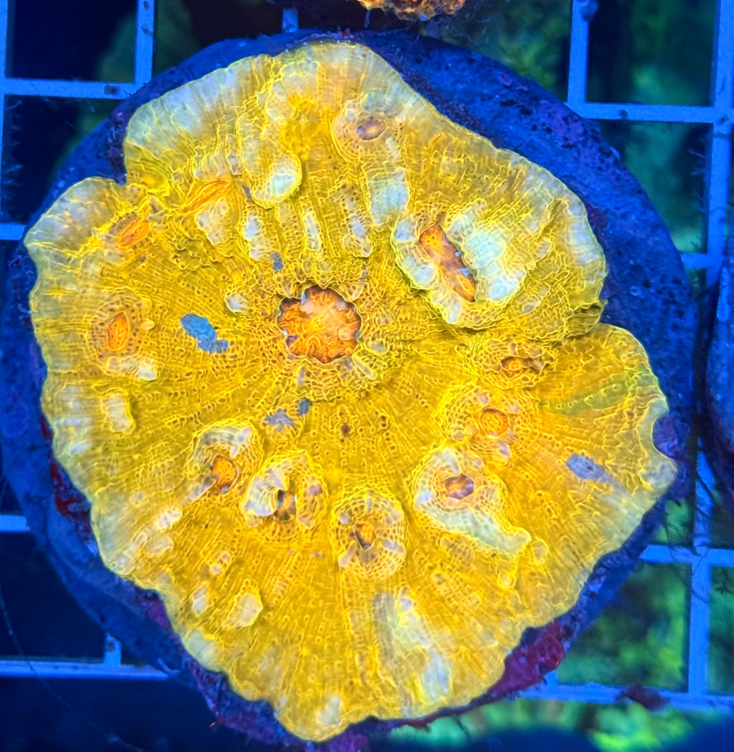 (WYSIWYG) Chalice Colony A3