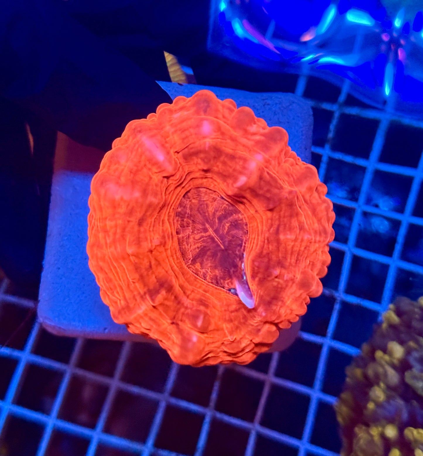 (WYSIWYG) Red Cynarina