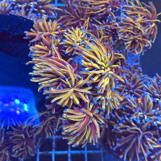 (Almost WYSIWYG) 24K Gold Torch Colony (5+ Heads)