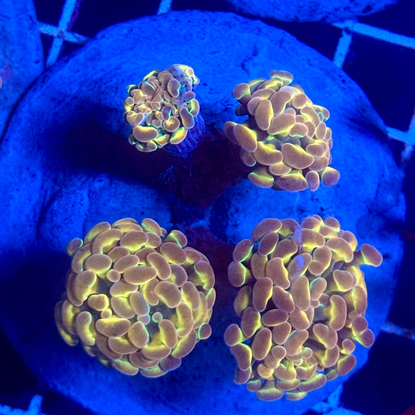 (WYSIWYG) Hologram Branch Hammer Colony A6