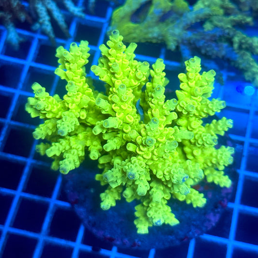 (WYSIWYG) Acropora Colony B2