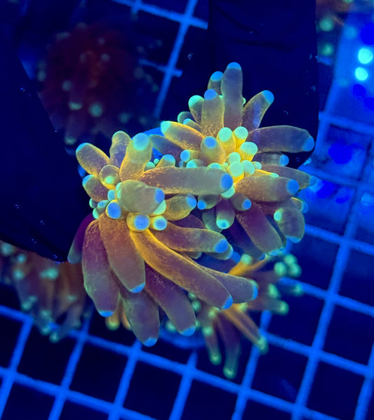 (WYSIWYG) Tiger-Type Torch B4 (2 Heads)