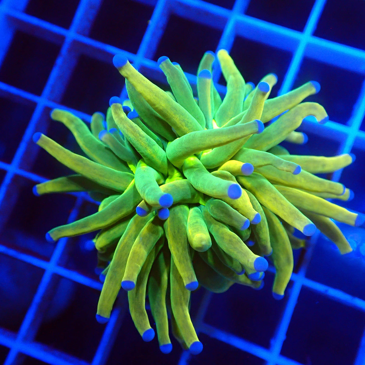 Dark Banana Grail Torch — banana-gold body with blue tips