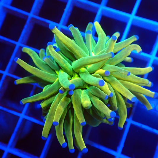 Dark Banana Grail Torch — banana-gold body with blue tips