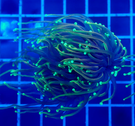 (WYSIWYG) Dragon Soul Torch B2 (Long Tentacles) (2 Heads)