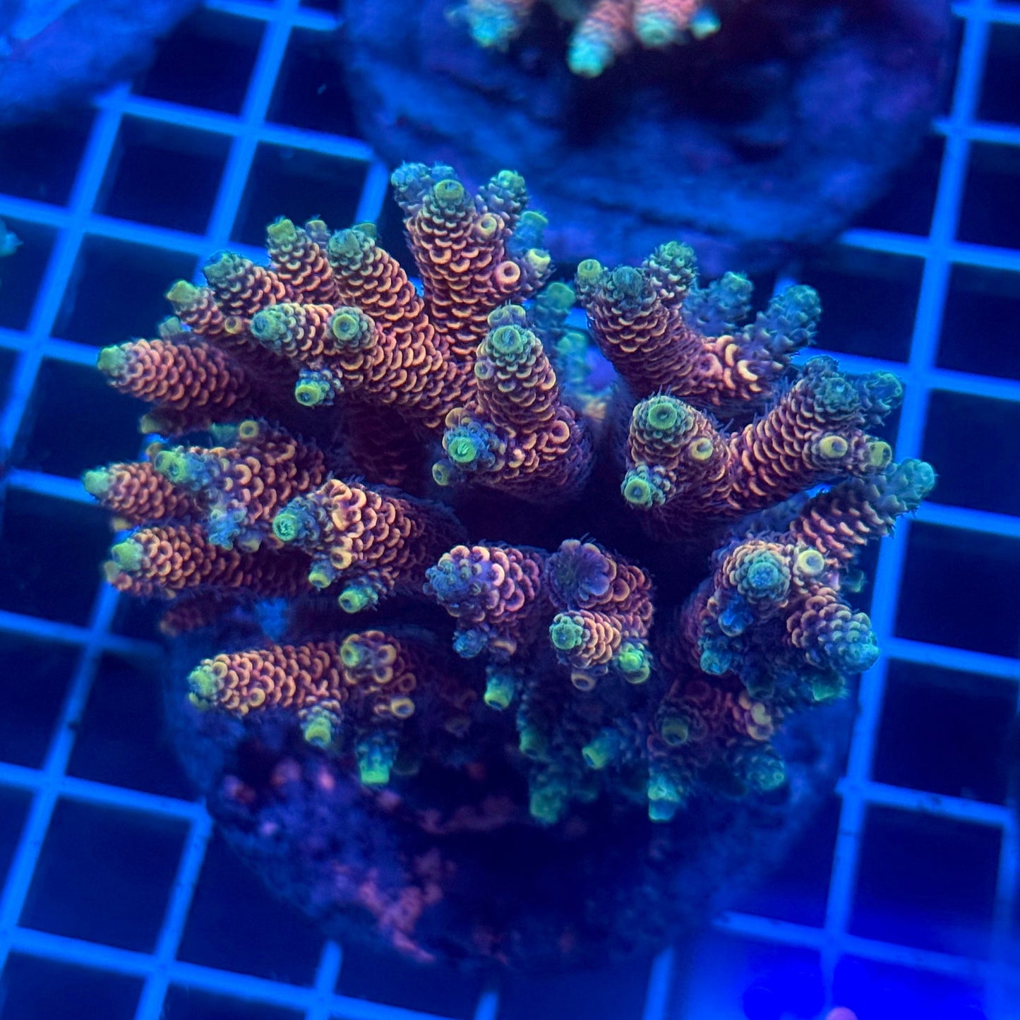 (WYSIWYG) Acropora Colony E8