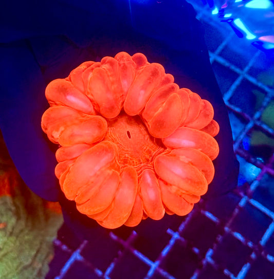 (WYSIWYG) Red Cynarina