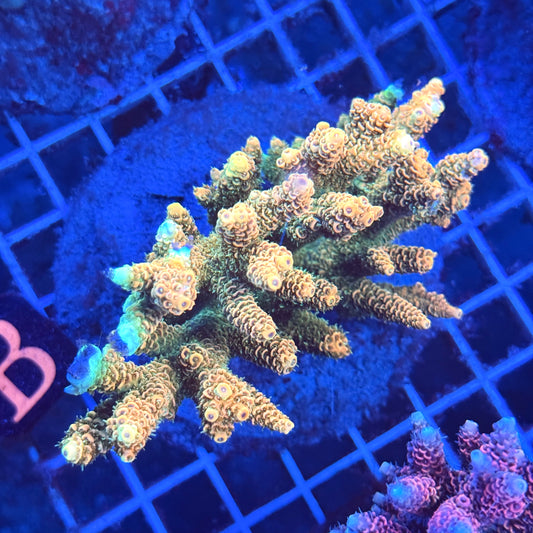 (WYSIWYG) Acropora Colony T3B1