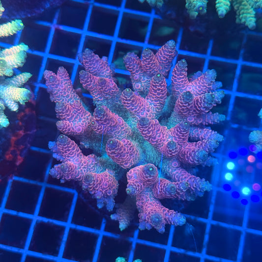 (WYSIWYG) Acropora Colony T3J2
