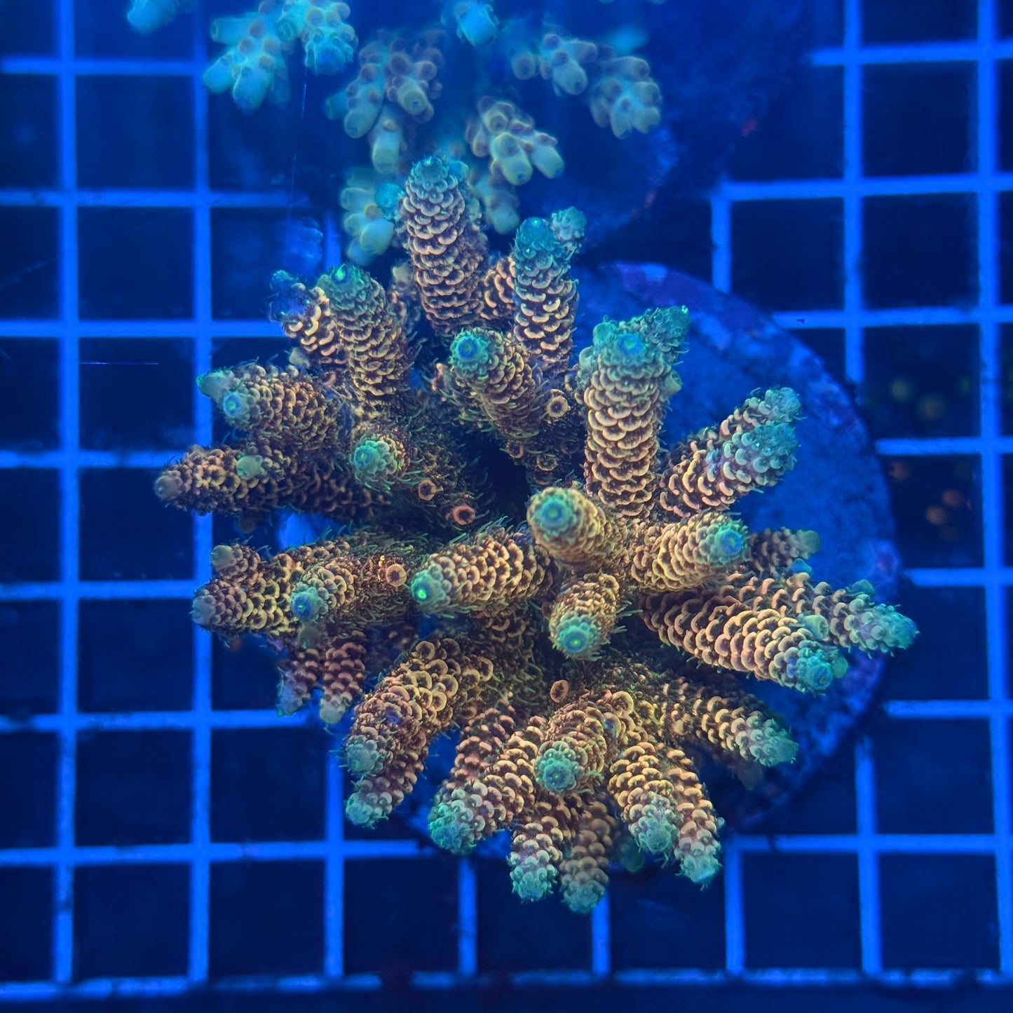 (WYSIWYG) Acropora Colony T3L4