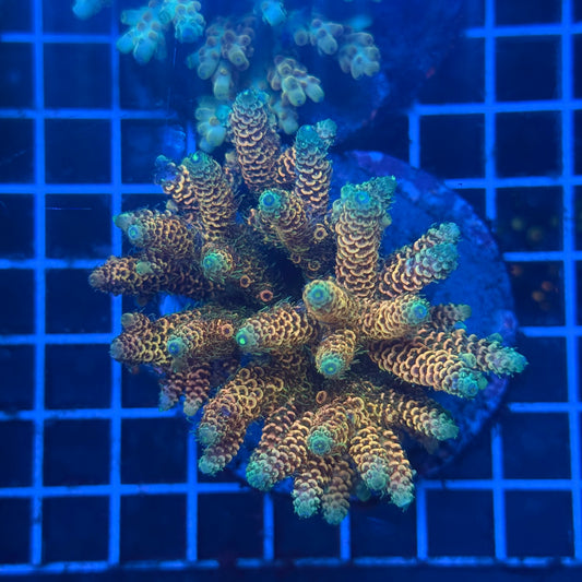 (WYSIWYG) Acropora Colony T3L4