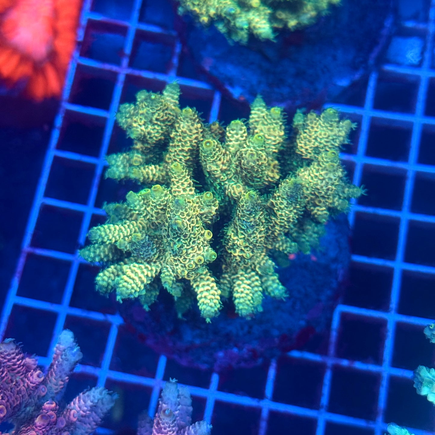 (WYSIWYG) Acropora Colony T3H1