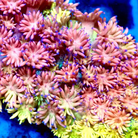 Ultra Rainbow Goni 0.75”-1" Frag A8