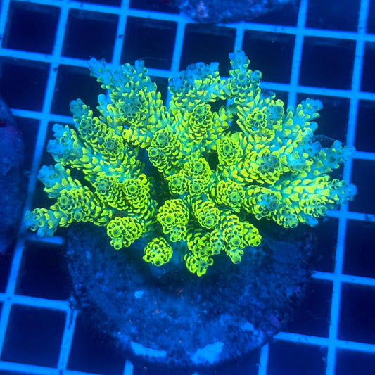 (WYSIWYG) Acropora Colony C8