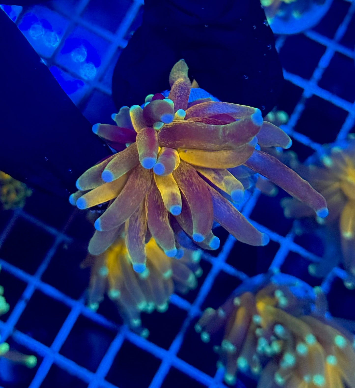 (WYSIWYG) Tiger-Type Torch B1