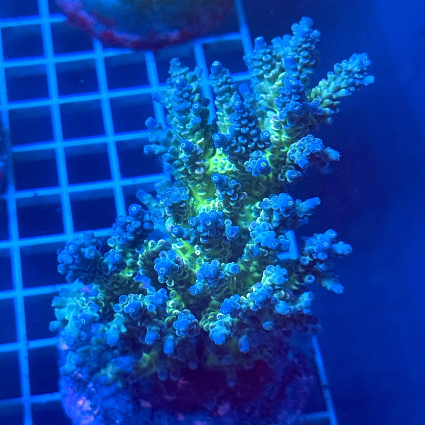 (WYSIWYG) Acropora Colony E13