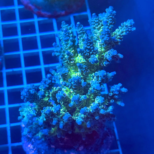 (WYSIWYG) Acropora Colony E13