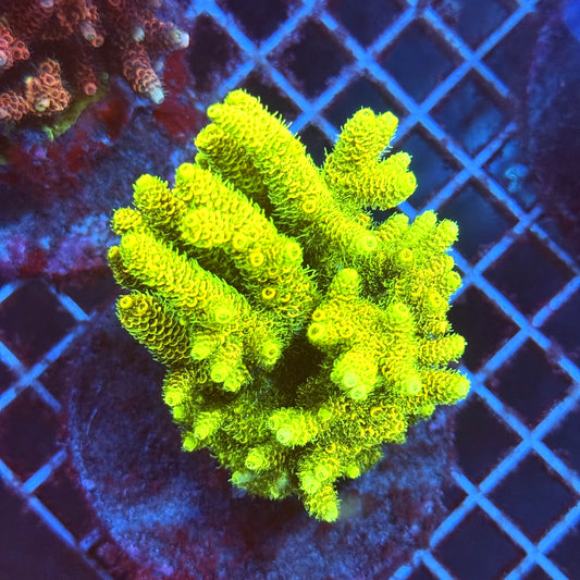 (WYSIWYG) Acropora Colony T3D1