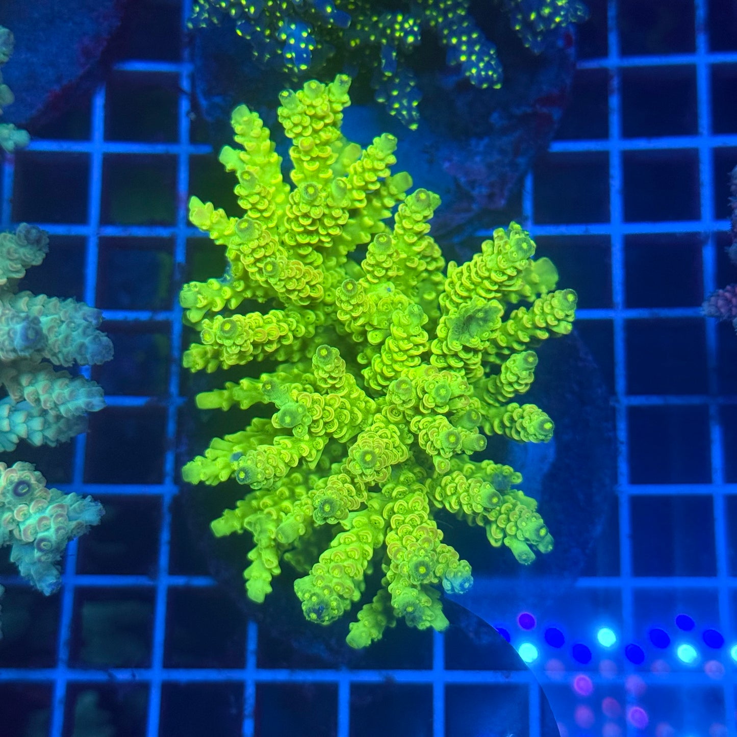 (WYSIWYG) Acropora Colony T3I3