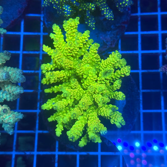 (WYSIWYG) Acropora Colony T3I3