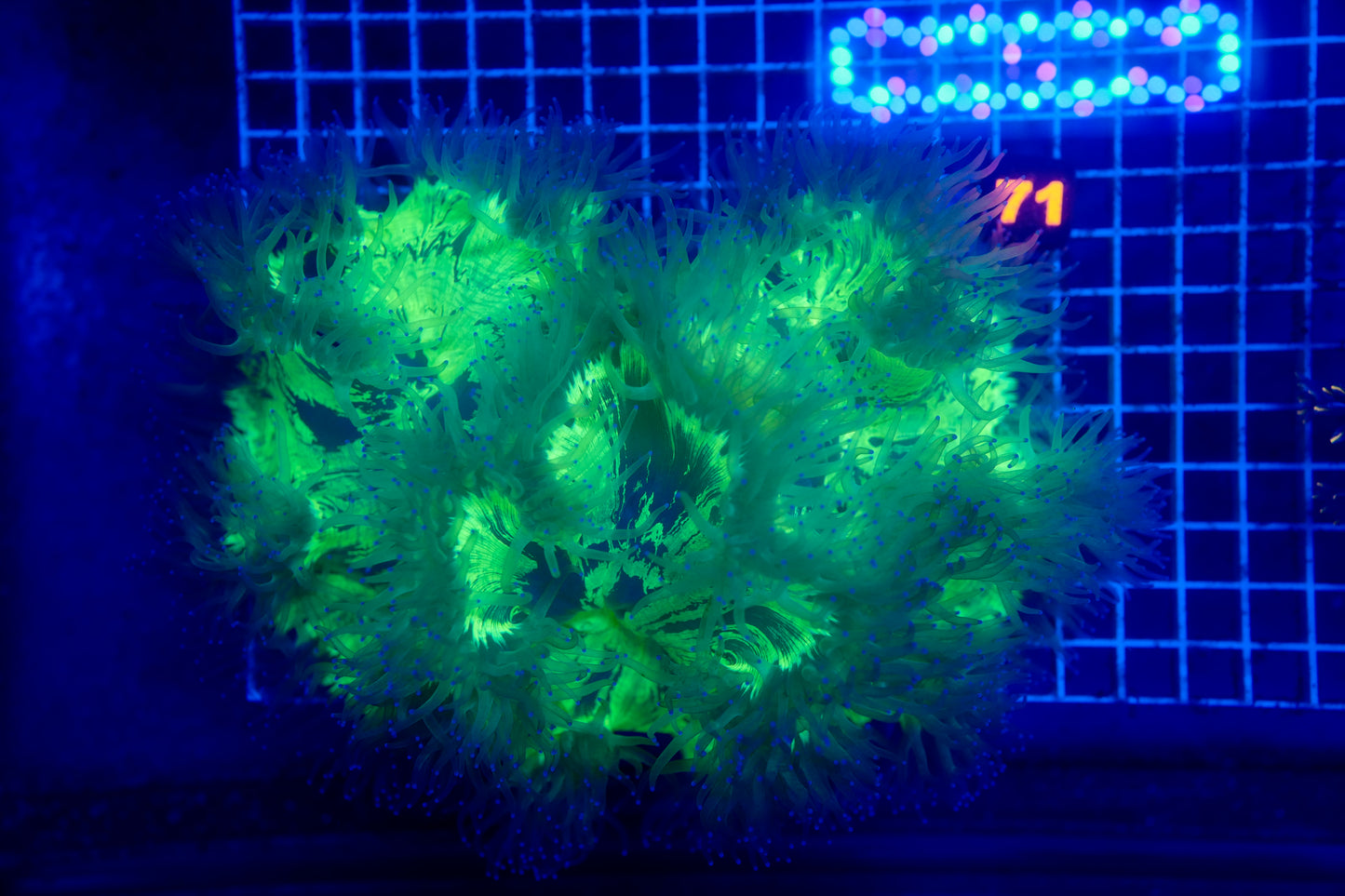 (WYSIWYG) Elegance Coral 71 XXL