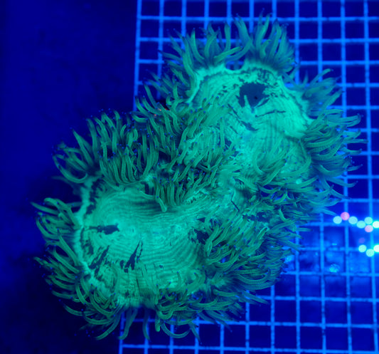 (WYSIWYG) Elegance Coral 2 XXL