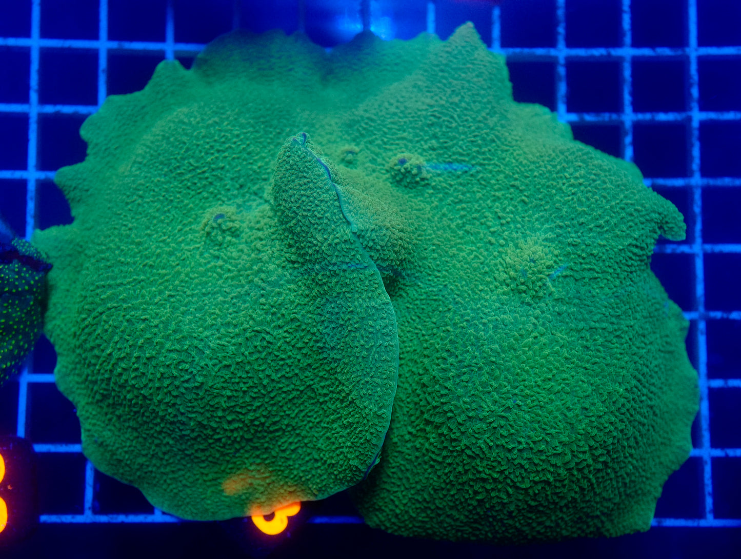 (WYSIWYG) Green Elephant Ear Mushroom Colony XL (~6")