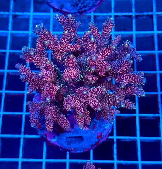 (WYSIWYG) Acropora Colony T1B1