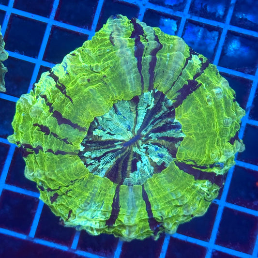 (WYSIWYG) Kryptonite Acantho