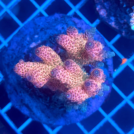 (WYSIWYG) Acropora Colony G2