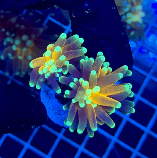 (WYSIWYG) Tiger-Type Torch C4 (2 Heads)