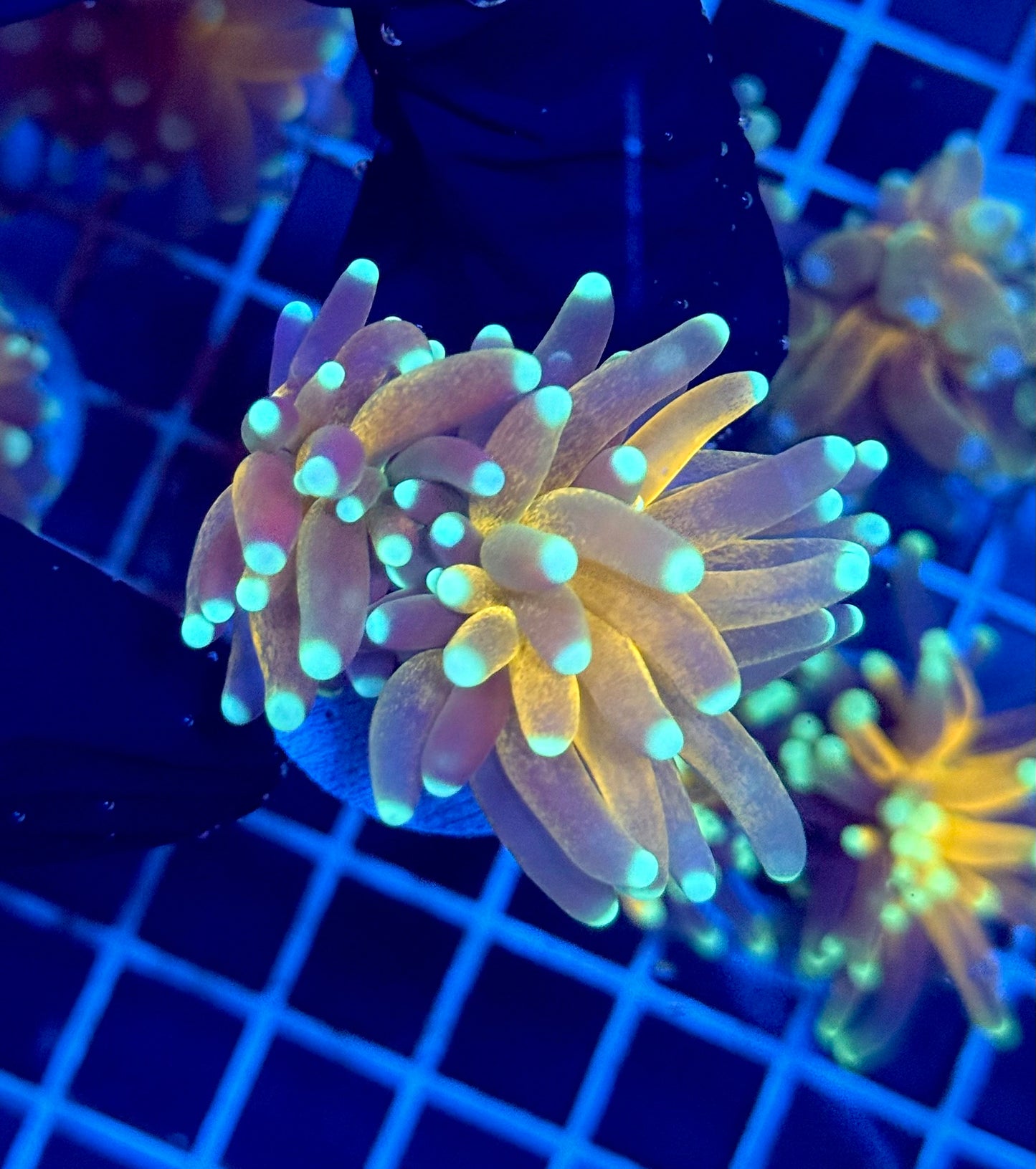 (WYSIWYG) Tiger-Type Torch C3 (Splitting)